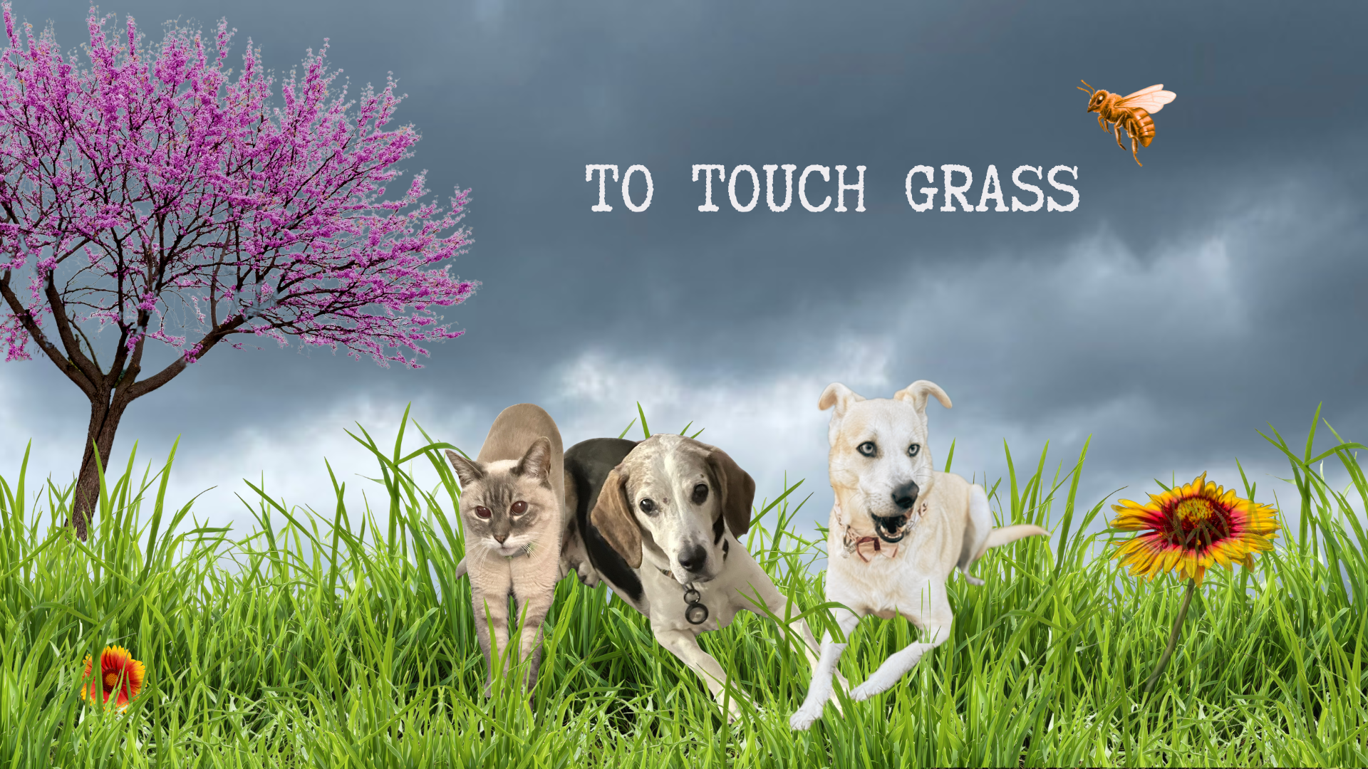 To Touch Grass